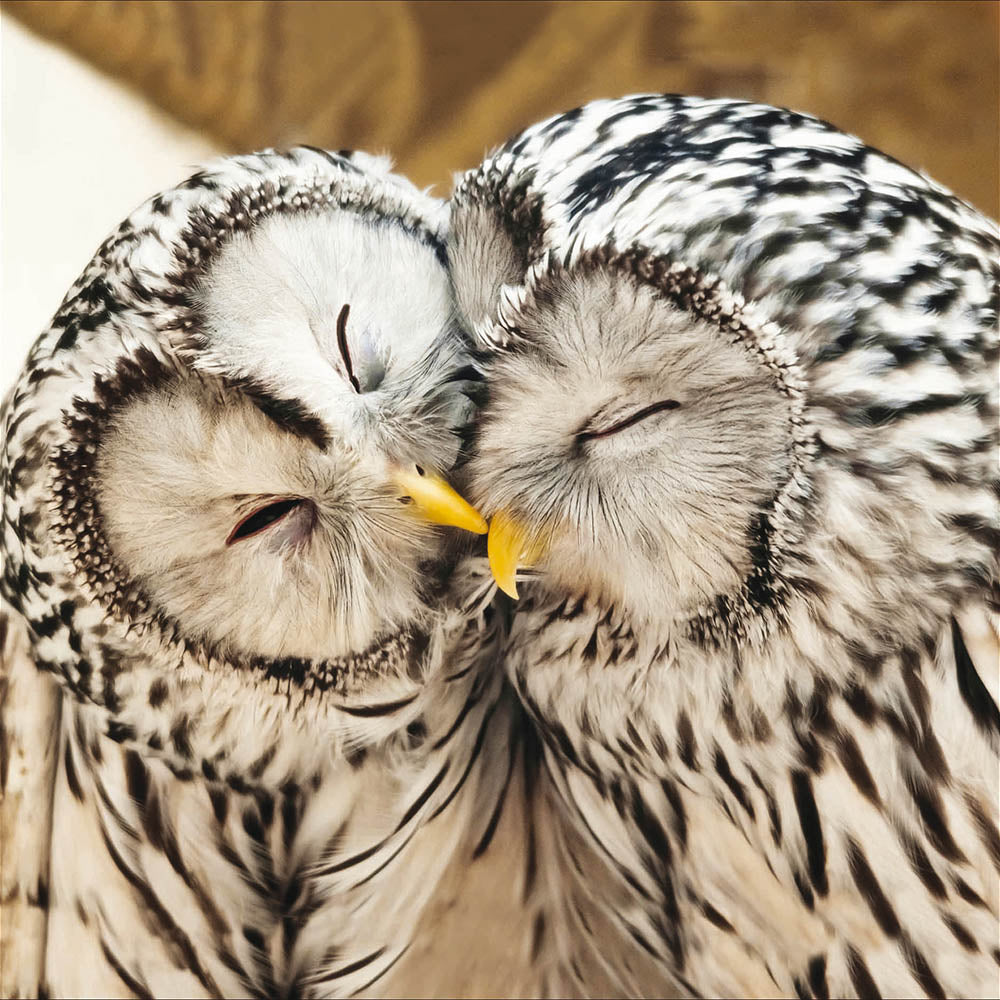Ural Owls Card - Penny Black
