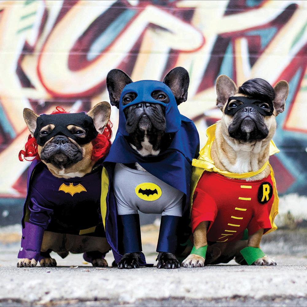 Superhero Dogs Birthday Card - Penny Black