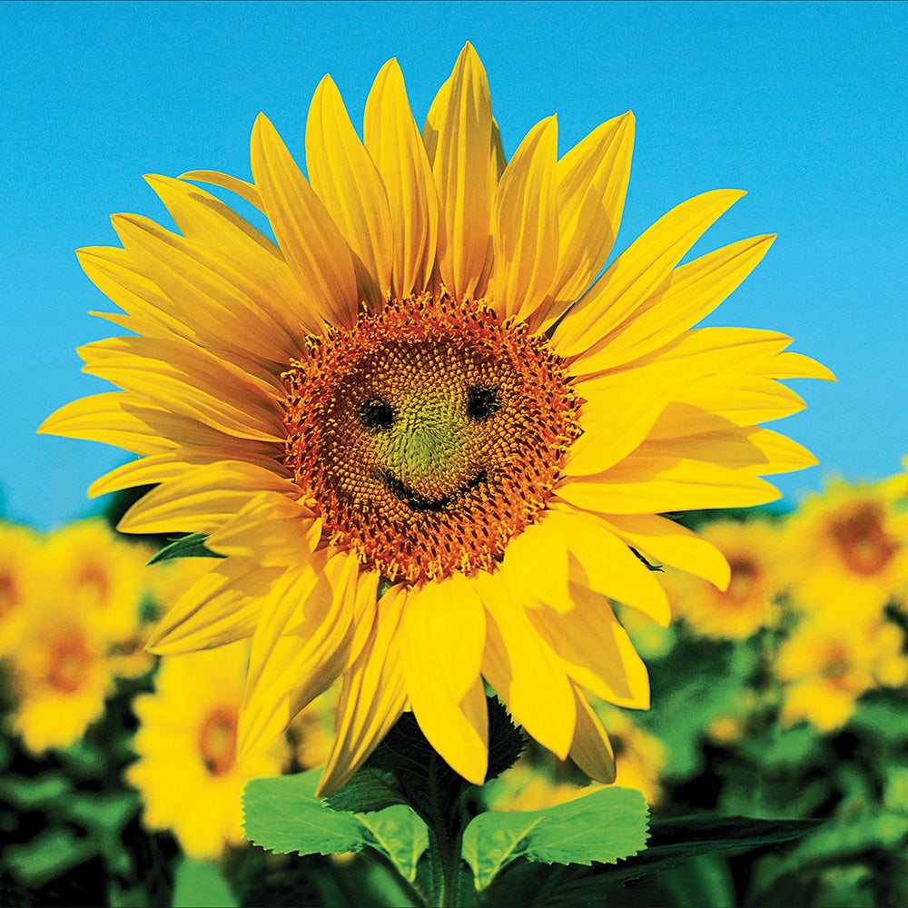 Sunny Disposition Sunflowers Card - Penny Black