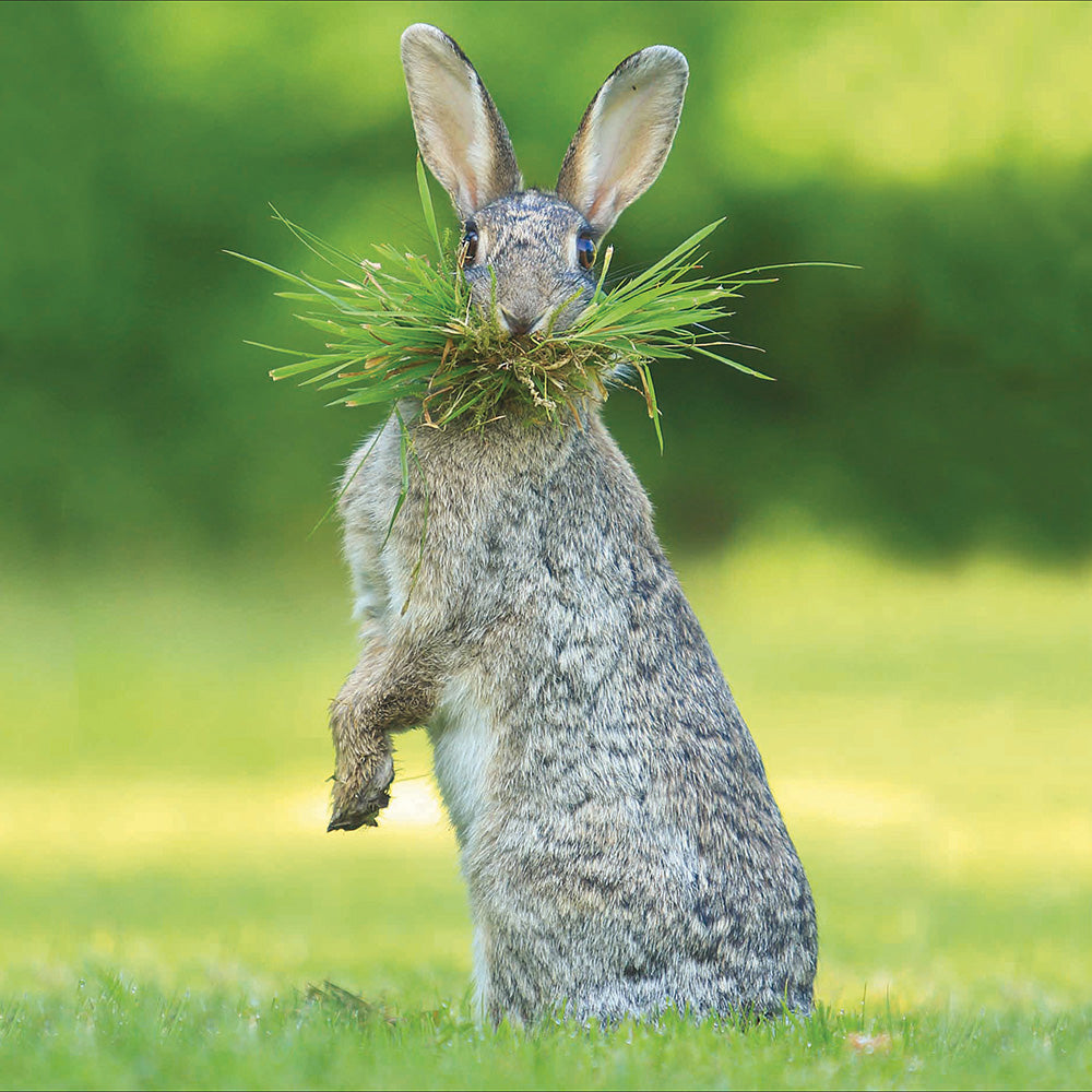Grass Fed Bunny Photographic Card by penny black