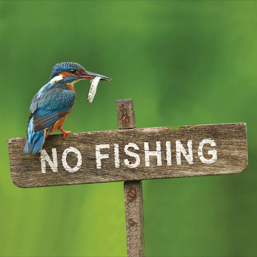 Kingfisher No Fishing RSPB Card - Penny Black