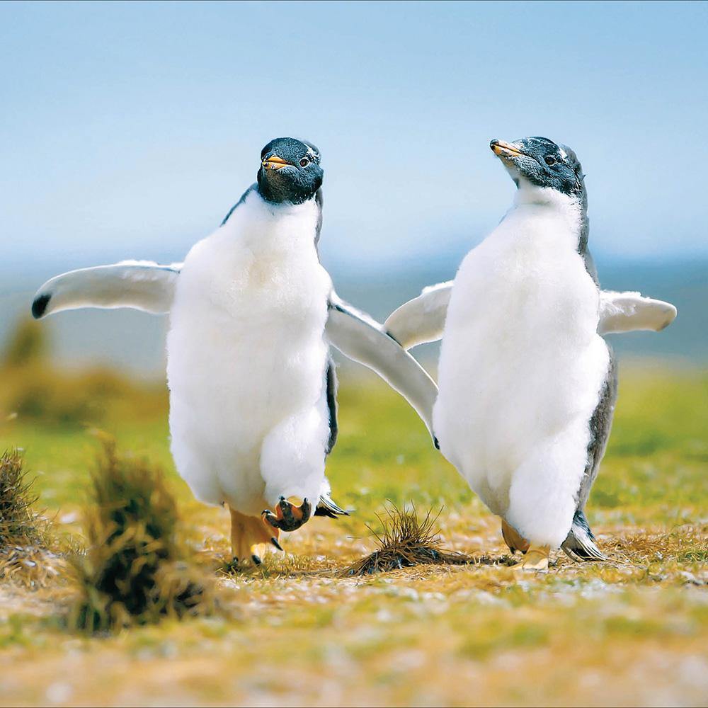 Penguins Afternoon Stroll Card - Penny Black