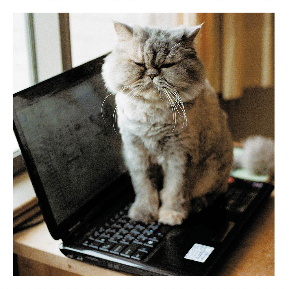 Cat Friendly Workplace Photographic Card from Penny Black