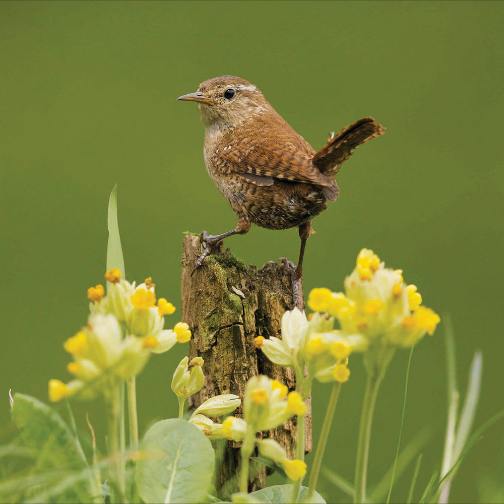 Woodland Wren on Tree Stump RSPB Photographic Card from Penny Black