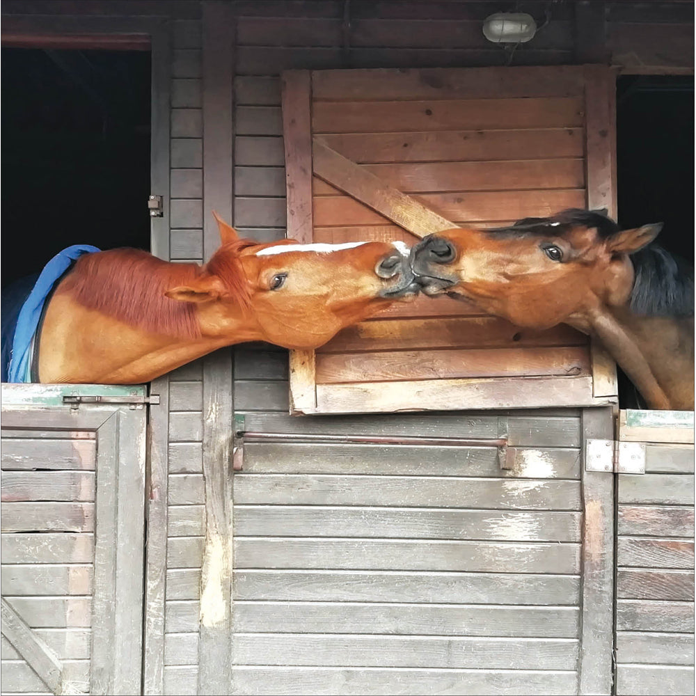 Stable Neigh-bours Photographic Card from Penny Black