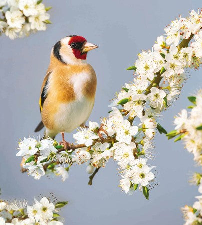 An image of a pack of 8 notecards by Woodmansterne Publishing. It shows a preview on the card design which is a Goldfinch on a branch bird which is covered in small white flowers..