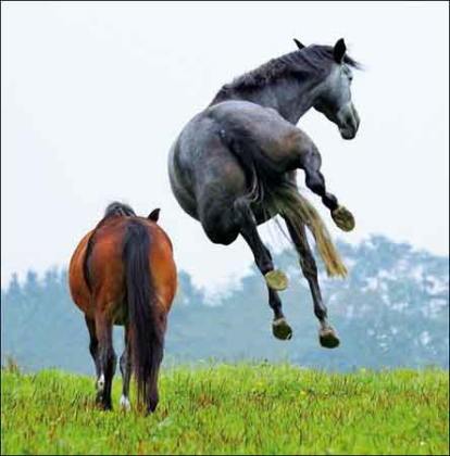 Horsing Around Greeting Card by Woodmansterne. Features who horses in a field, one of which is jumping in the air in a comical way.