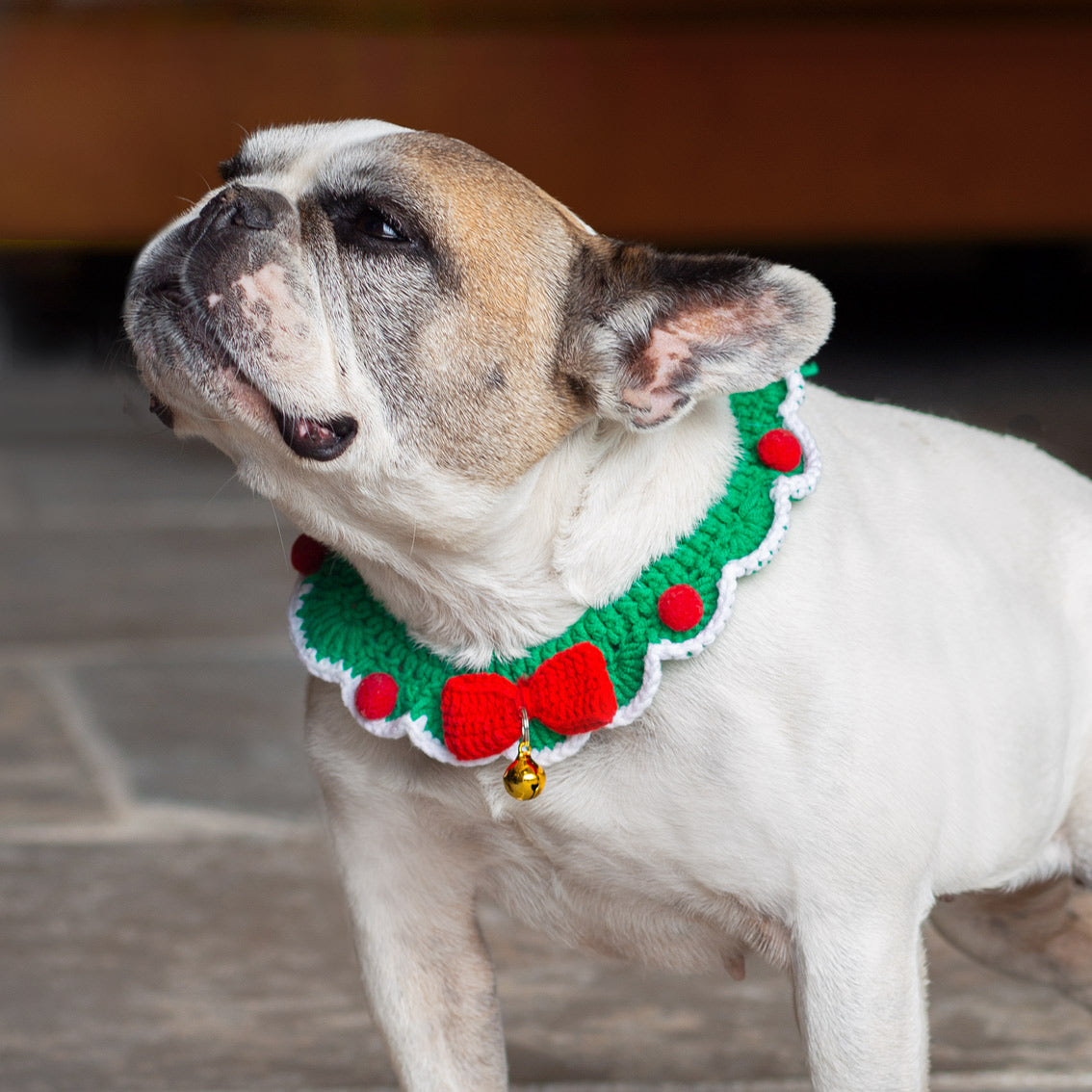 Festive Crochet Dog Collar by penny black shown on a french bulldog