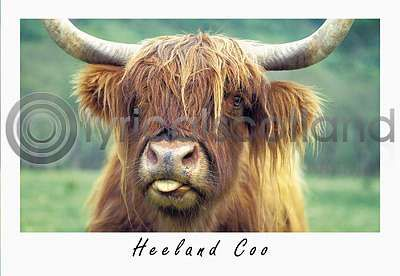Highland Cow Postcard Greeting Card