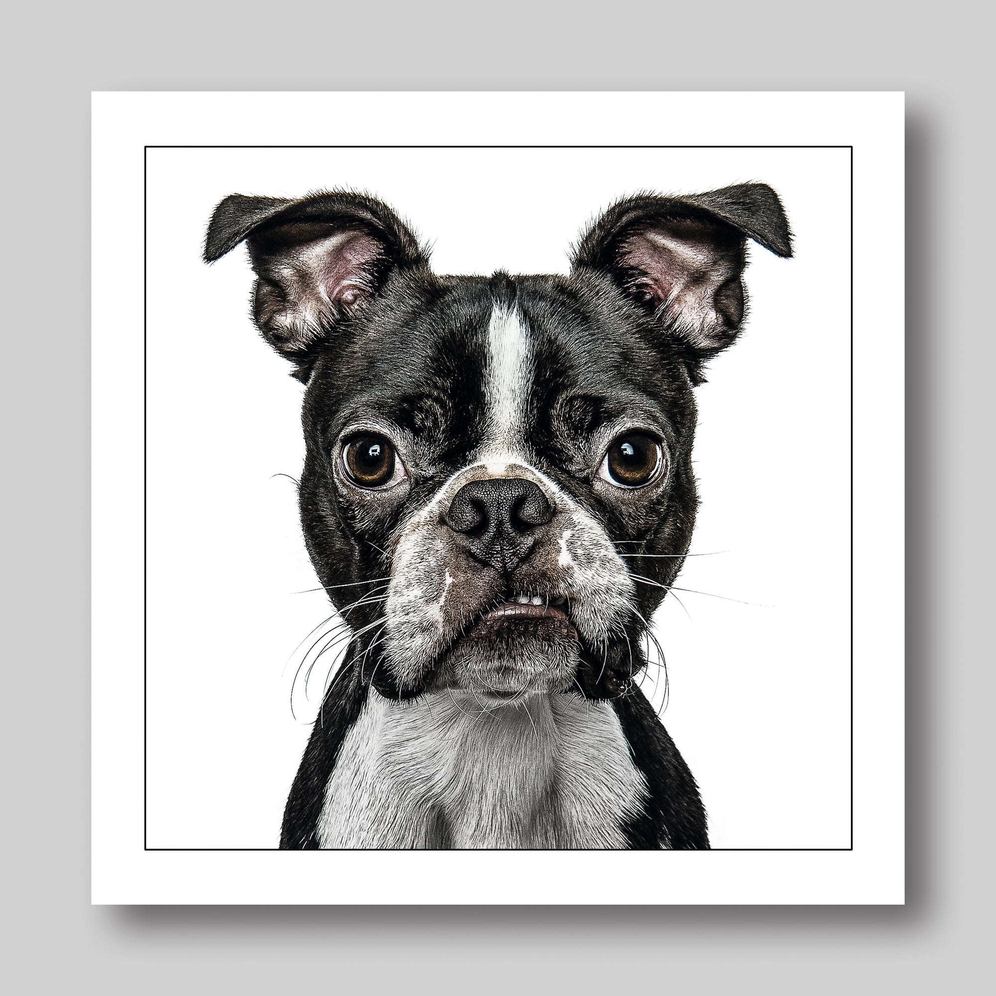 Boston Terrier Illustrated Dog Card from Penny Black