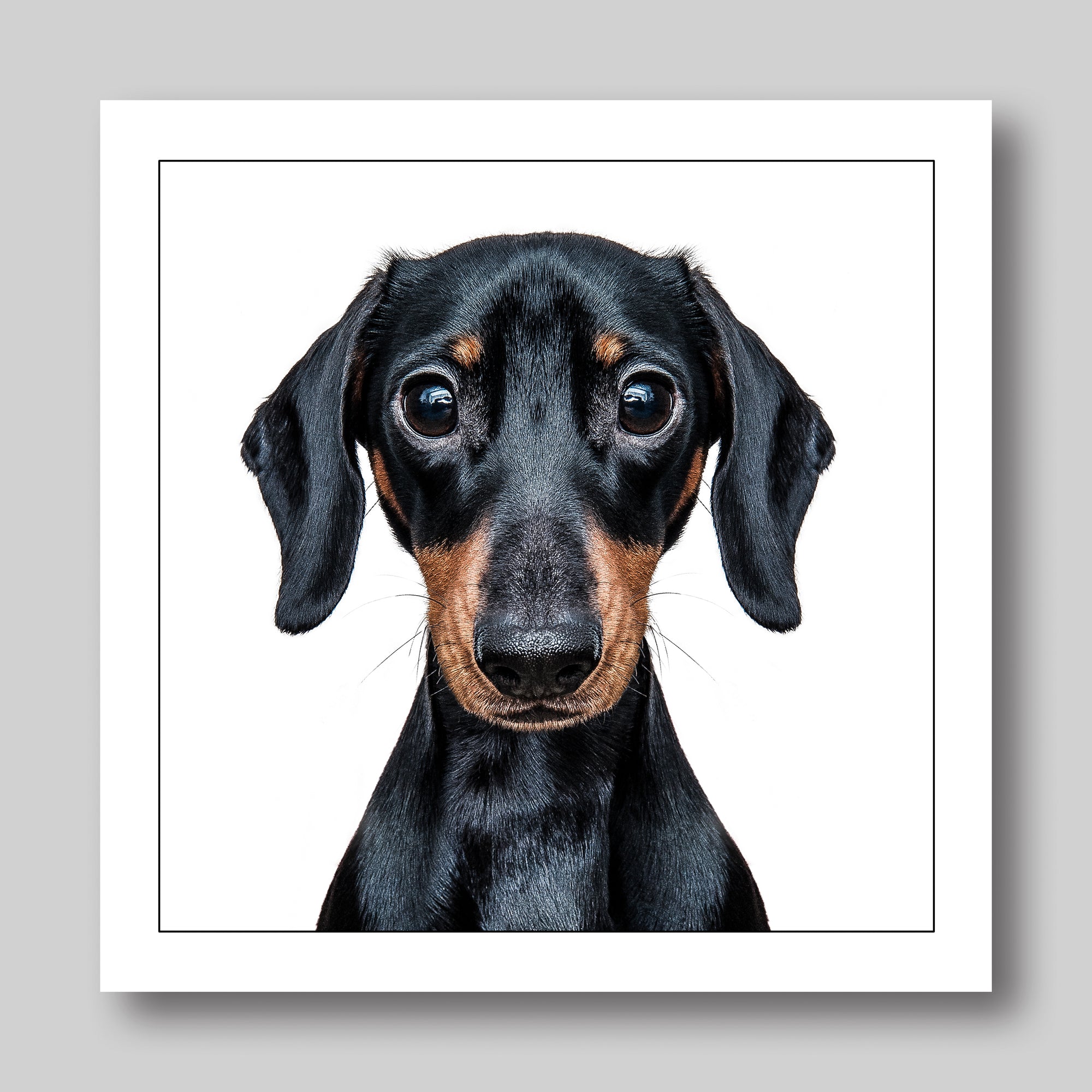 Mini Dachshund Illustrated Dog Card from Penny Black