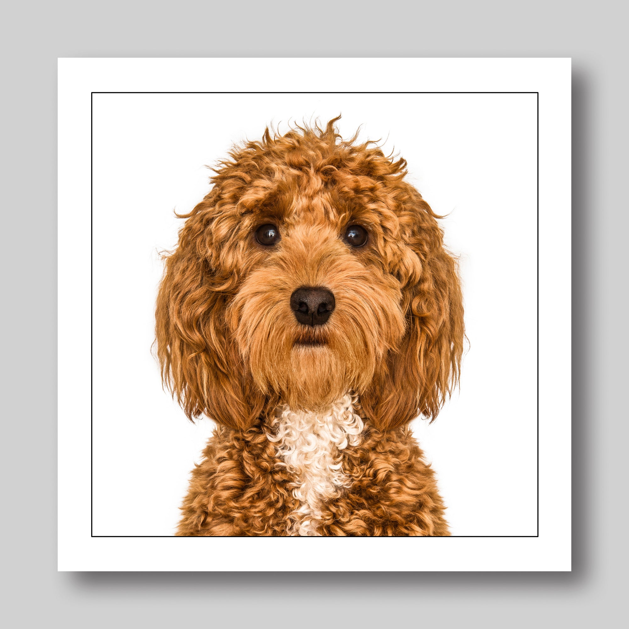 Cockapoo Illustrated Dog Card from Penny Black