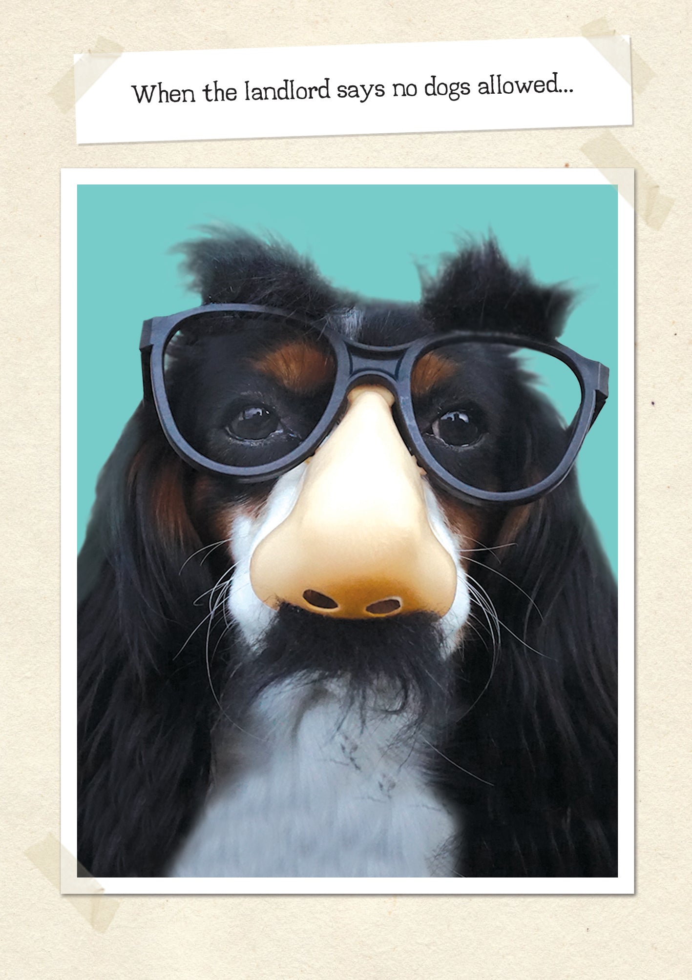 No Dogs Allowed Funny Card from Penny Black
